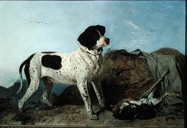 Old Jack - A Pointer