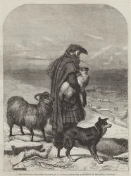 The Highland Shepherd