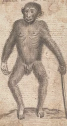 Monkeys (One of Three on One Mount)