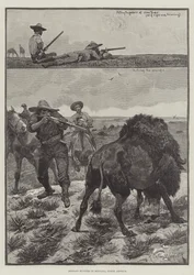 Buffalo Hunters in Montana, North America