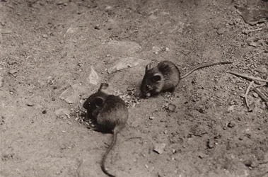 Mice at supper