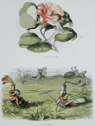A Dancing Butterfly, and The Tournament, illustrations from 