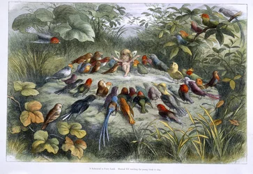An elf and birds
