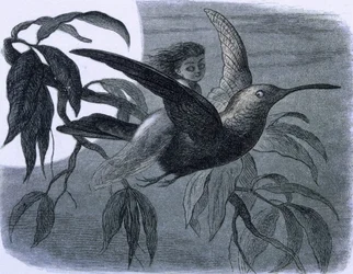A fairy (or a nymph) riding a hummingbird. Illustration from 