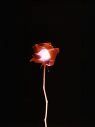Untitled, 2007