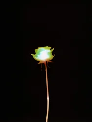 Untitled, 2007