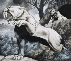 Sabre-toothed Tigers