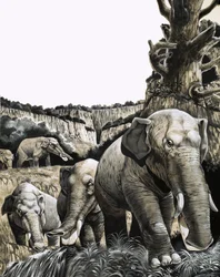 The Strange Amebelodon