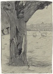 Pollard Willow in a Meadow Landscape