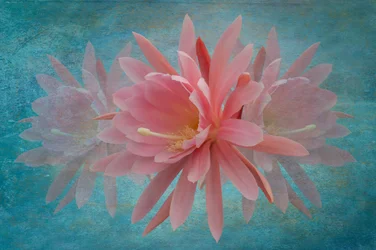 Dreamy Pink Blossom