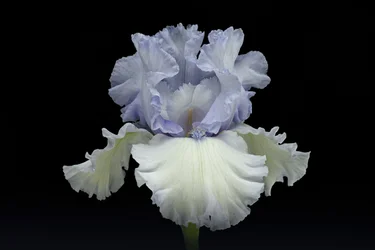 Elegant Blue Iris