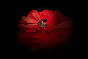 Elegant Red Bloom