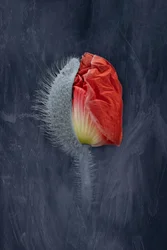 Emerging Red Poppy