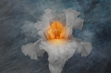 Glowing White Iris