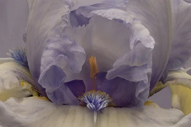 Soft Lavender Iris