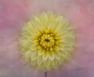 Soft Yellow Dahlia Bloom