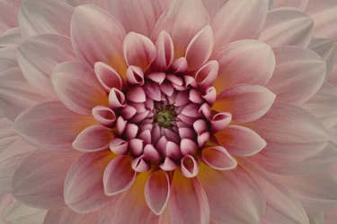 Vibrant Pink Dahlia
