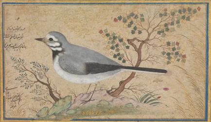 Study of a Bird