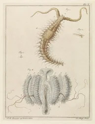 Ribbon Worm and a Comb Jelly