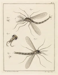 Plumed Mosquito