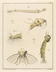 Plume Midge Larva