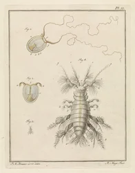 Polyp Jellyfish and a Sand Flea