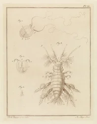 Small Jellyfish and a Sand Flea