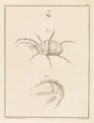 Red Spider