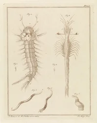 Mosquito, Slabber