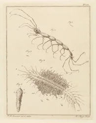 Tuberculosis Patient and a Bristle Worm