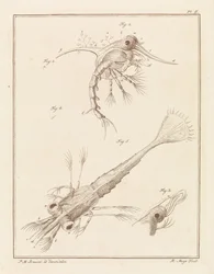 Two Developmental Stages of the Shore Crab Larva