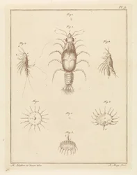 Various Sea Creatures