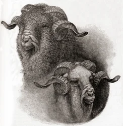 Head of Merino Ram Compared Before and After Shearing