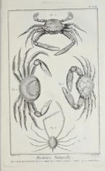 Crabs, illustration from 