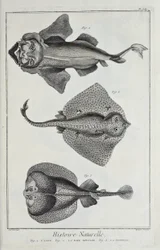Illustration from 