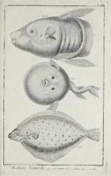 Illustration from 