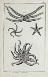 Sea stars, illustration from 