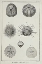 Urchins, illustration from 