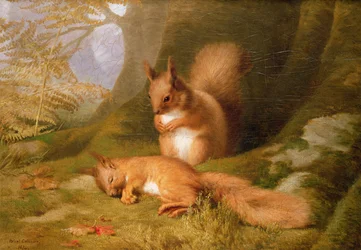 Squirrels in a Wood