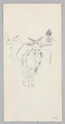 Donkeys