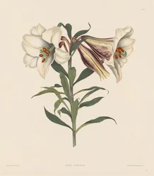 A Selection of Hexandrian Plants, Belonging to the Natural Order of Amaryllidae, 1831-1832