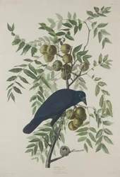 American Crow, 1833