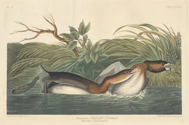 American Pied-Bill Dobchick