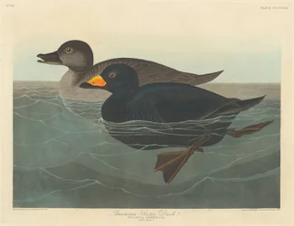 American Scoter Duck