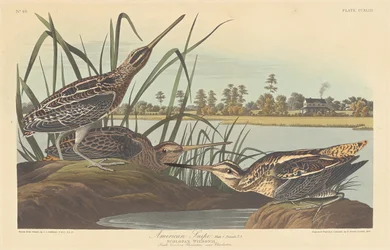 American Snipe