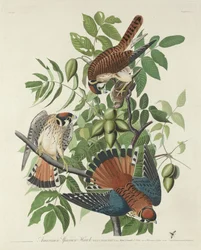 American Sparrow Hawk