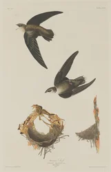 American Swift