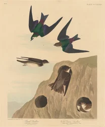 Bank Swallow and Violet-green Swallow
