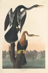 Black-bellied Darter, 1836.