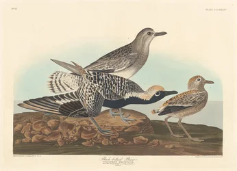 Black-bellied Plover, 1836